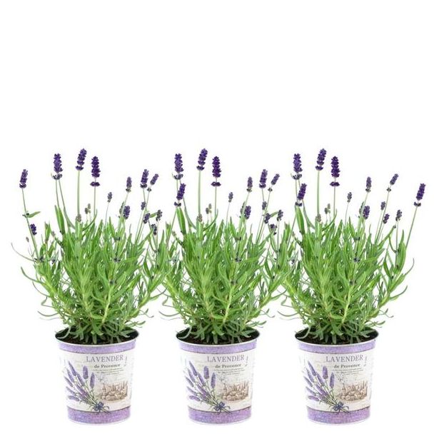 Lavendel in Zierpot, 3 Stück, Farbe Lila-Blau, Terrassenpflanzen, Lavandula angustifolia Felice® - Ø12 cm - ↕25 cm