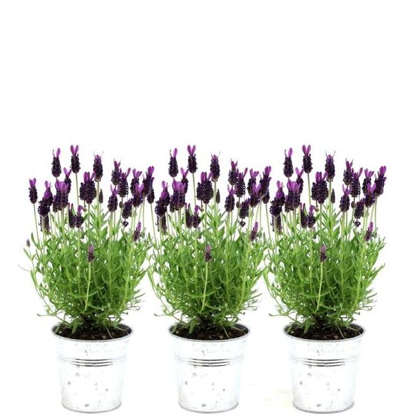 Der Haarschnitt-Lavendel in Zierpot, 3 Stück, Farbe Lila/Rot, Gartenpflanzen, Terrassenpflanzen, Balkonpflanzen, Lavandula stoechas Anouk® in Old Look Zierpot - 13 cm Topf - Französischer Lavendel in Zierpot