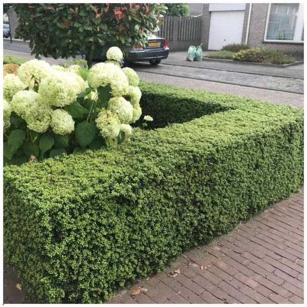 Struikvorm van Ilex crenata ‘Jenny’ in sierborder