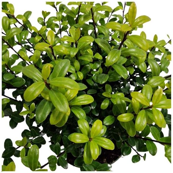 Ilex crenata ‘Jenny’ – donkergroen blad van dichtbij