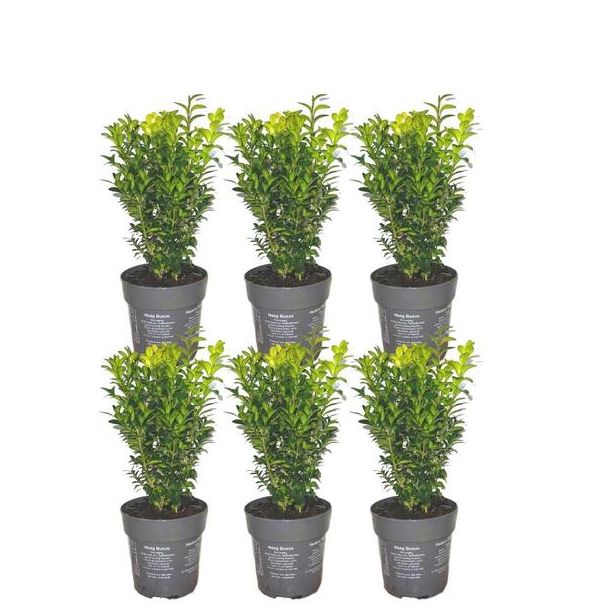 Der Buchsbaum, 6 Stück, Immergrün, Hecke, 1 Meter Buchsbaum sempervirens Hecke - ↨ 20 cm - 6 x Ø 12 cm