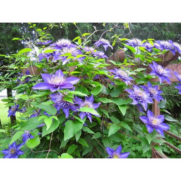 Prachtige dubbele bloemen van Clematis Multi Blue in de tuin