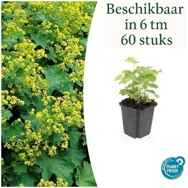 6 - 60 St. Frauenmantel, Gelbgrüne Blüten, Bodendecker, Alchemilla mollis - ↕10-25cm - Ø9cm
