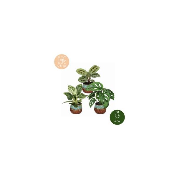 Klein groen geluk - 3 babyplantjes met Copper Reef