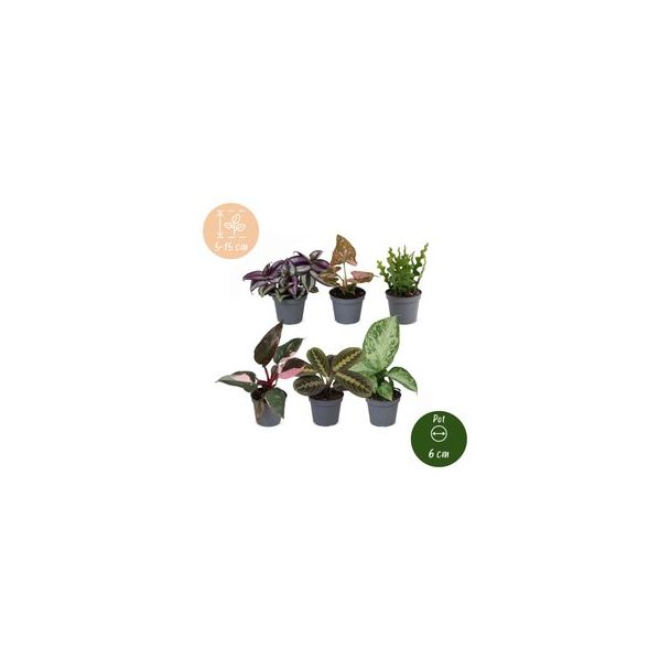 Jouw mini-jungle - 6 babyplantjes