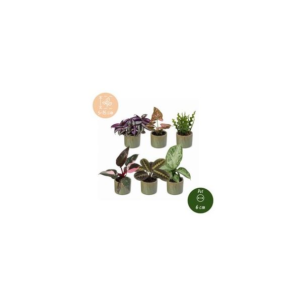 Jouw mini-jungle - 6 babyplantjes met Linnea Olive