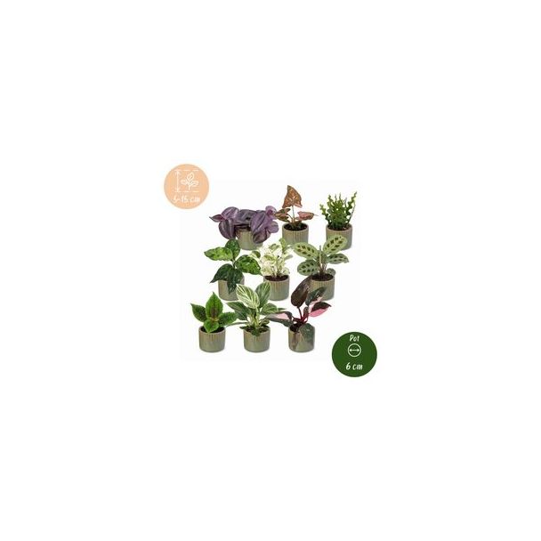 Groene ontdekkingsbox - 9 babyplantjes met Linnea Olive