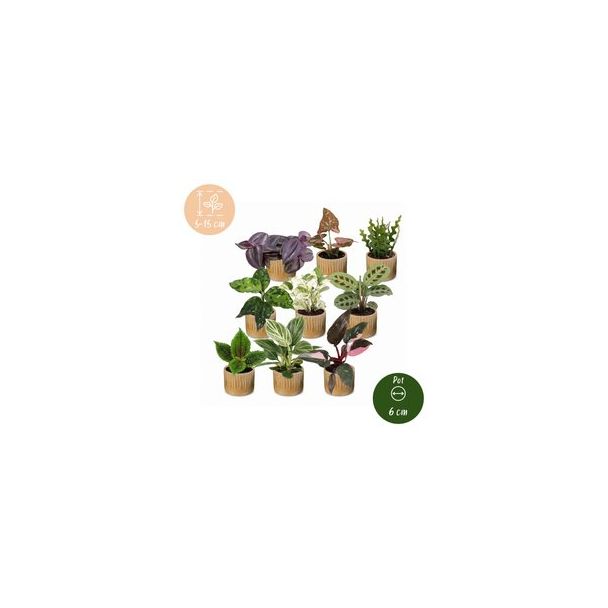 Groene ontdekkingsbox - 9 babyplantjes met Linnea Honey