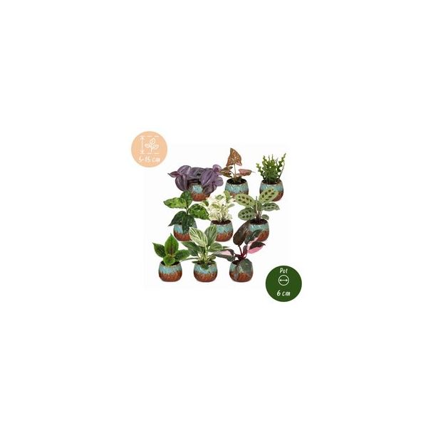Groene ontdekkingsbox - 9 babyplantjes met Copper Reef