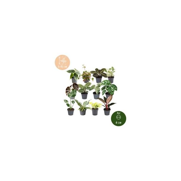Een doos vol groen - 12 babyplantjes