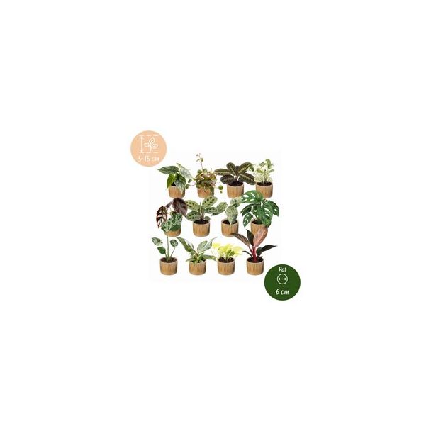 Een doos vol groen - 12 babyplantjes met Linnea Honey