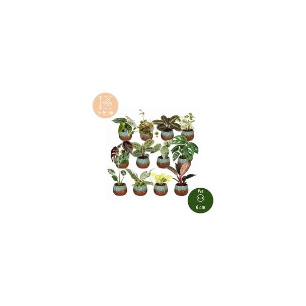 Een doos vol groen - 12 babyplantjes met Copper Reef