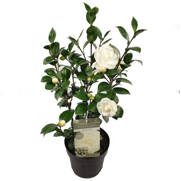 Japanse Camellia 'Nuccio's Gem' - ↕65cm - groenblijvende struik met bloemen