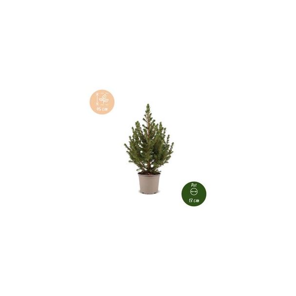 Kegelspar als levende kerstboom