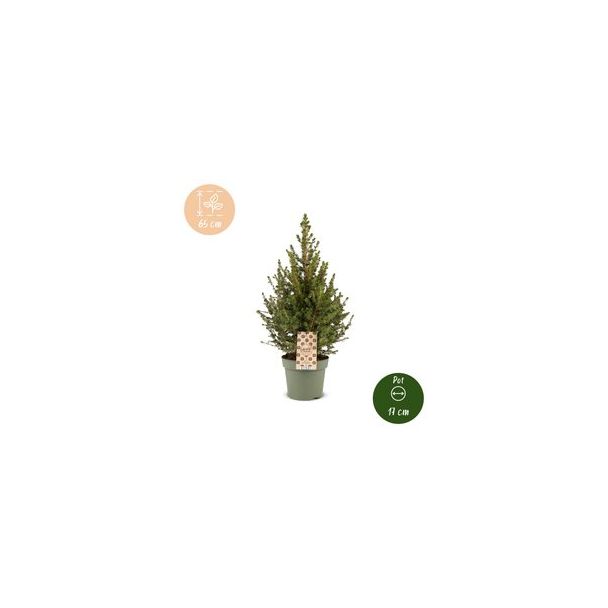 Kegelspar als levende kerstboom