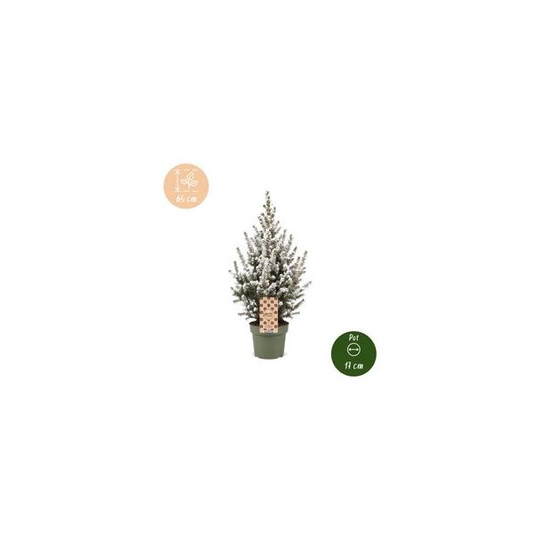 Besneeuwde kegelspar als levende kerstboom