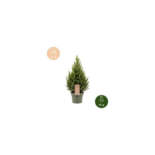 Kegelspar als levende kerstboom