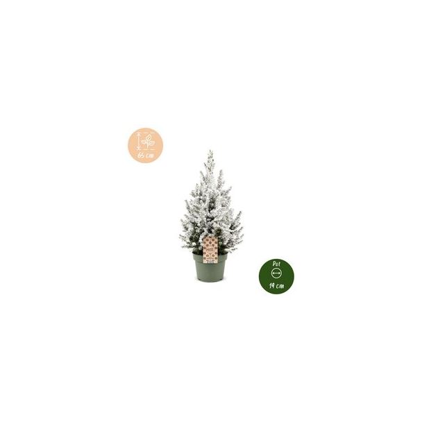 Besneeuwde kegelspar als levende kerstboom
