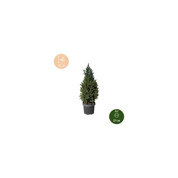 Kegelspar als levende kerstboom
