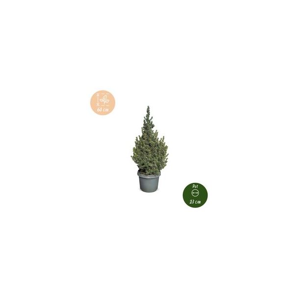 Blauwe kegelspar als levende kerstboom