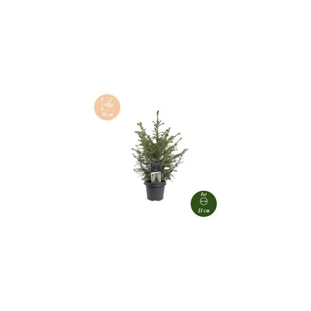 Servische spar als levende kerstboom