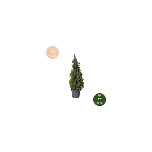2x Kegelspar als levende kerstboom
