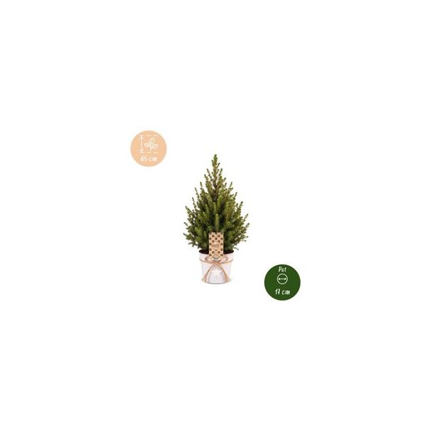 Kegelspar als levende kerstboom met zinken pot