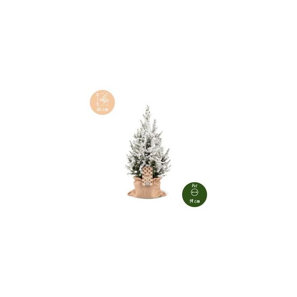Besneeuwde kegelspar als levende kerstboom met jute zak