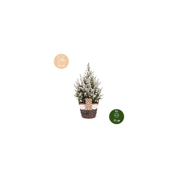 2x Besneeuwde kegelspar als levende kerstboom met mand