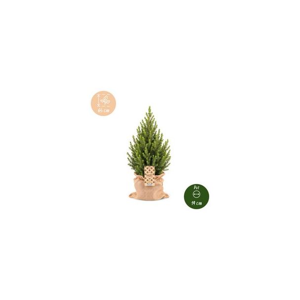 2x Kegelspar als levende kerstboom met jute zak