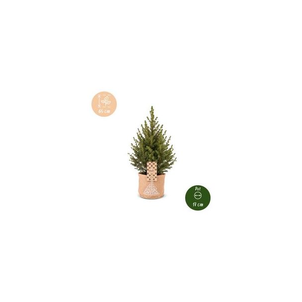 4x Kegelspar als levende kerstboom met jute zak