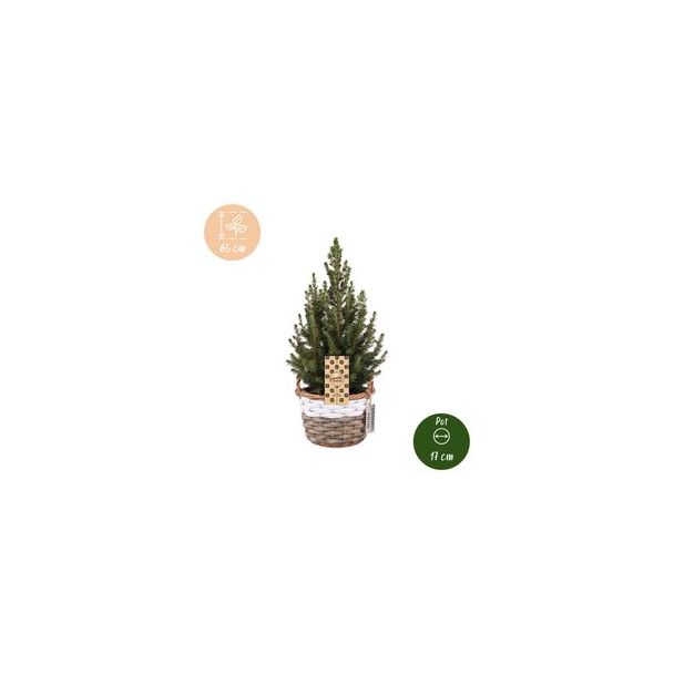 4x Kegelspar als levende kerstboom met mand