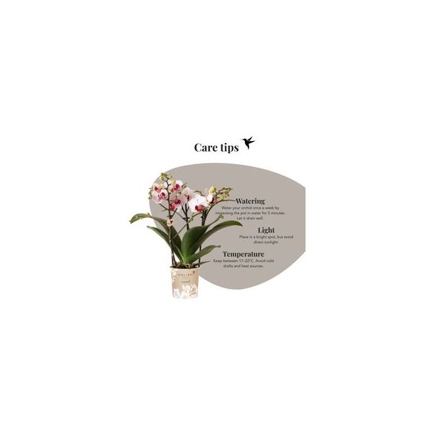 Vlinderorchidee Mineral Gibraltar