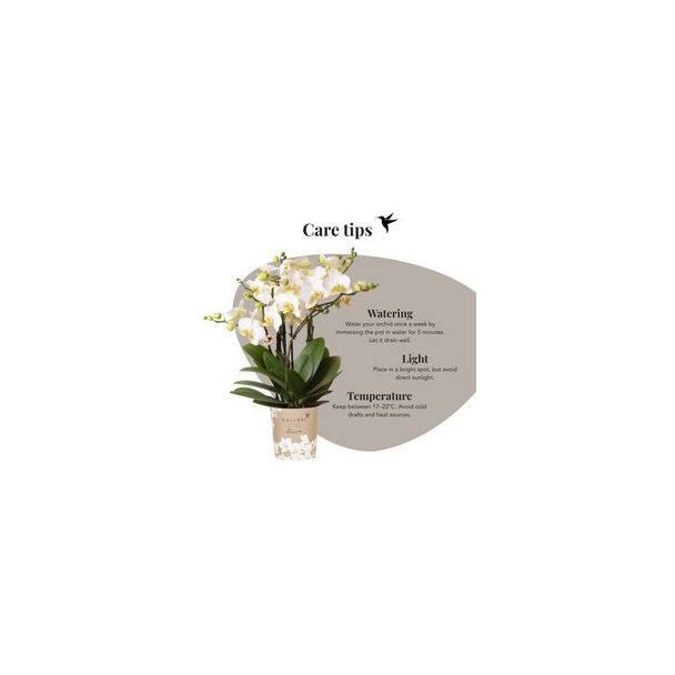 Vlinderorchidee Blossom Lausanne