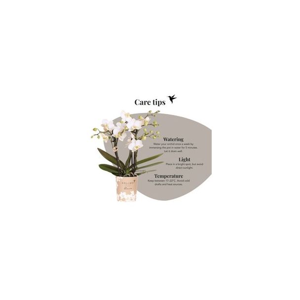 Vlinderorchidee Blossom Zurich