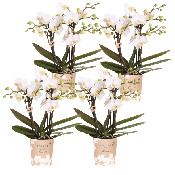 Blossom Zurich – 4 stuks
