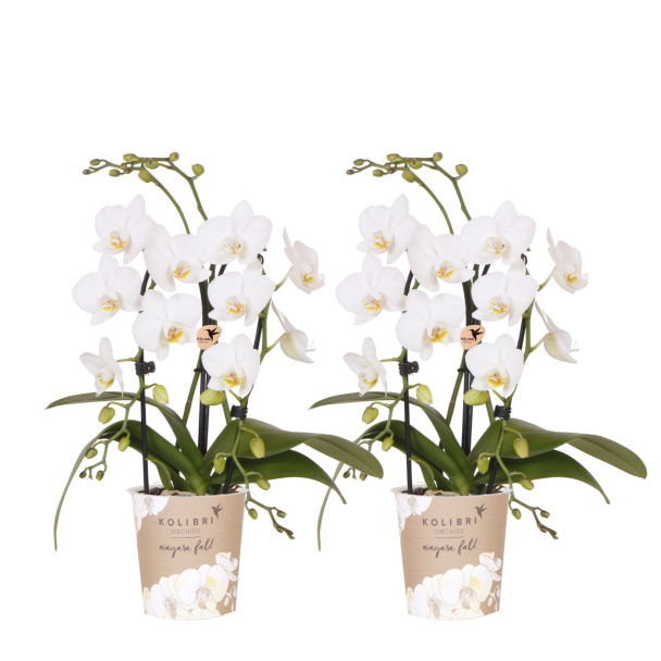 Niagara Fall White – 2 stuks