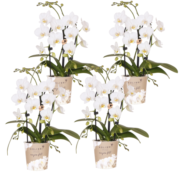 Niagara Fall White – 4 stuks