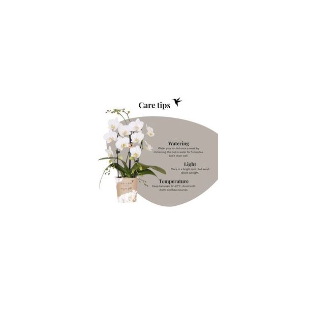 Vlinderorchidee Niagara Fall White
