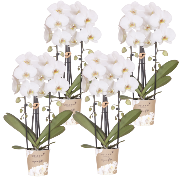 Niagara Fall White – 4 stuks