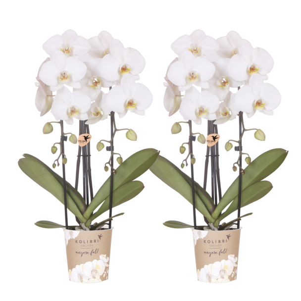 Niagara Fall White – 2 stuks
