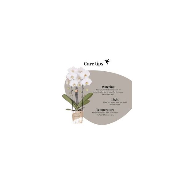 Vlinderorchidee Niagara Fall White