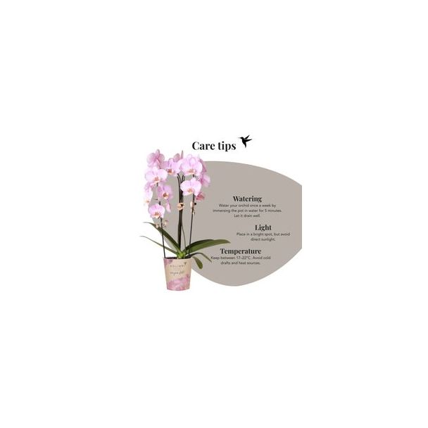 Vlinderorchidee Niagara Fall Xanion