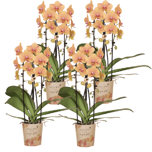 Niagara Fall Sunny Bunny – 4 stuks