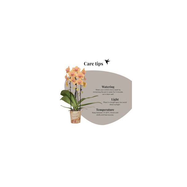 Vlinderorchidee Niagara Fall Sunny Bunny