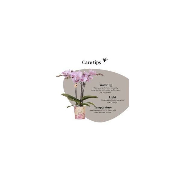 Vlinderorchidee Mineral Chamberry