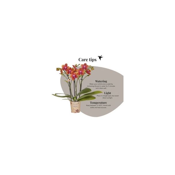 Vlinderorchidee Fragrance Bolgheri