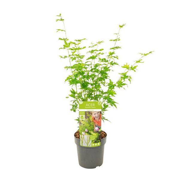 Japanischer Ahorn, Strauch/Baum, Farbe grün/gelb/orange, Acer palmatum Going Green - Ø19 - ↨40cm