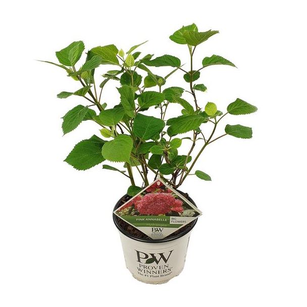 Hortensie, Farbe Rosa, Terrassenpflanze, Balkonpflanze, Hydrangea arbo. Pink Annabelle ® - ↨30cm - Ø19cm
