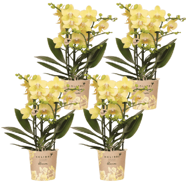 Blossom Albenga – 4 stuks